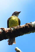 Dusky-chested Flycatcher