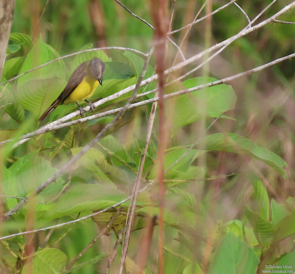 Grey-capped Flycatcheradult