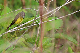 Grey-capped Flycatcher