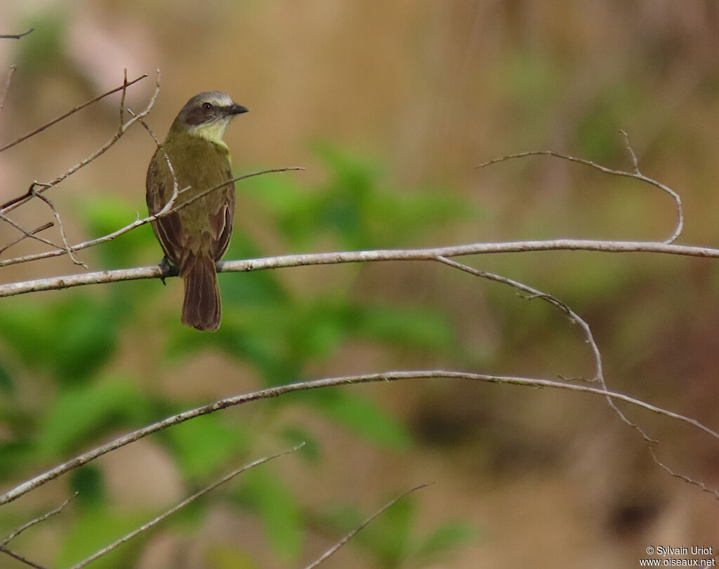 Grey-capped Flycatcheradult