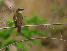 Grey-capped Flycatcher