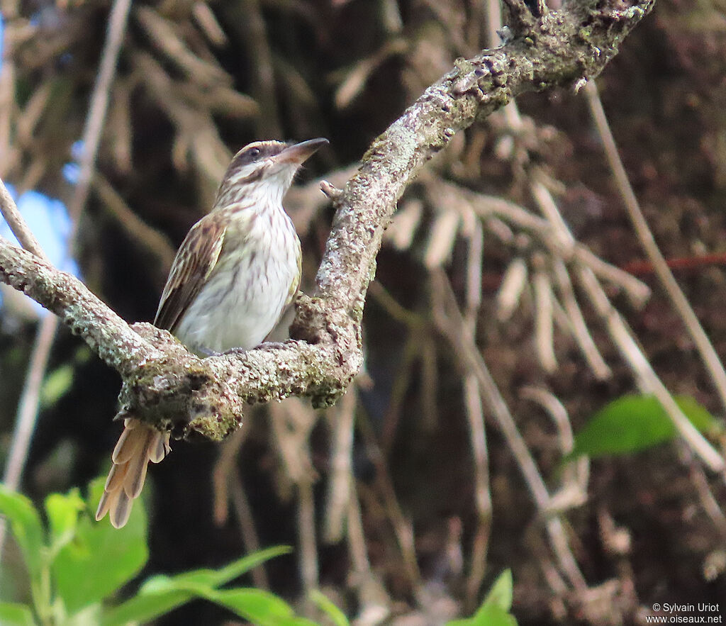 Tyran audacieuxadulte