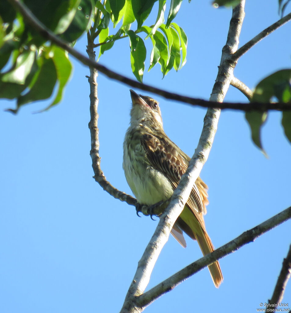 Streaked Flycatcher