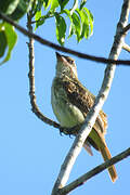 Streaked Flycatcher