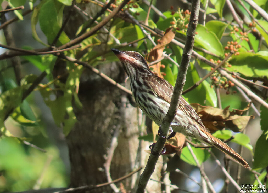 Streaked Flycatcher