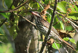 Streaked Flycatcher