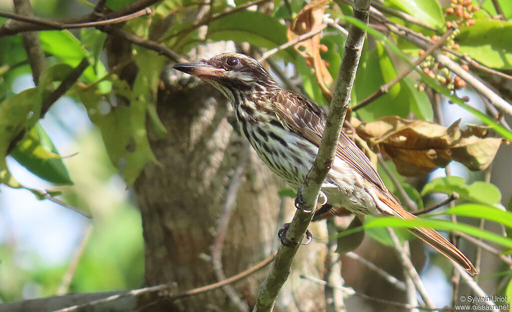 Streaked Flycatcher