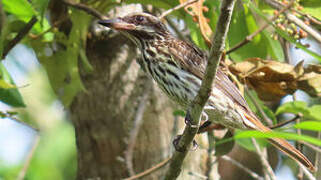 Streaked Flycatcher