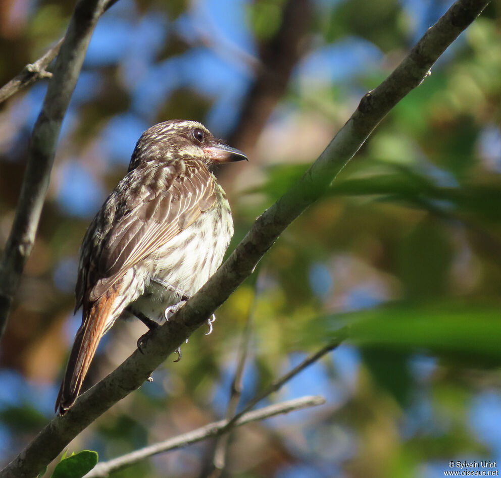 Streaked Flycatcher