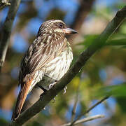 Streaked Flycatcher