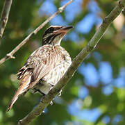 Streaked Flycatcher