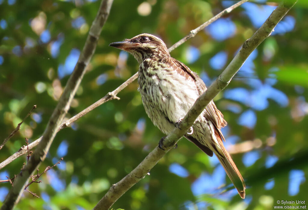 Streaked Flycatcher