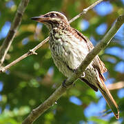 Streaked Flycatcher