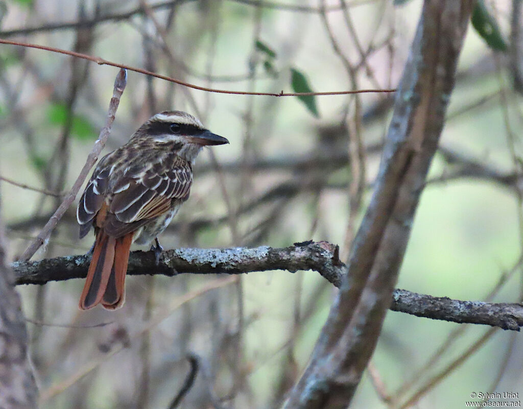 Streaked Flycatcher