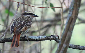 Streaked Flycatcher