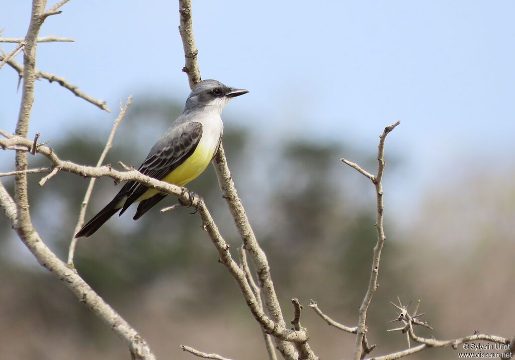 Snowy-throated Kingbirdadult