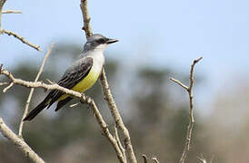 Snowy-throated Kingbird