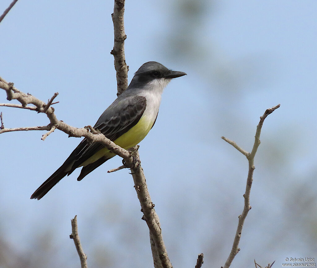 Snowy-throated Kingbirdadult