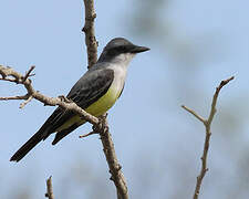 Snowy-throated Kingbird