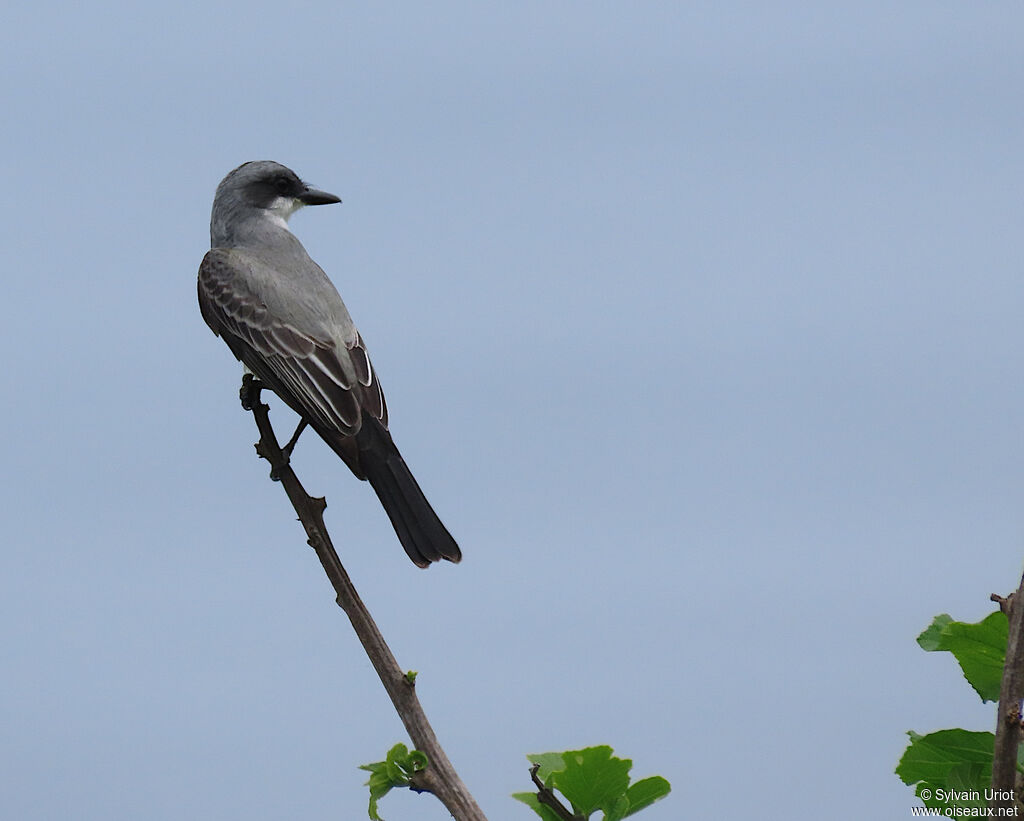 Snowy-throated Kingbirdadult