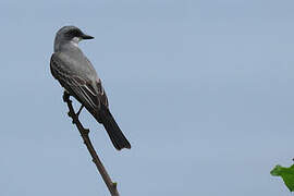 Snowy-throated Kingbird