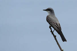 Snowy-throated Kingbird