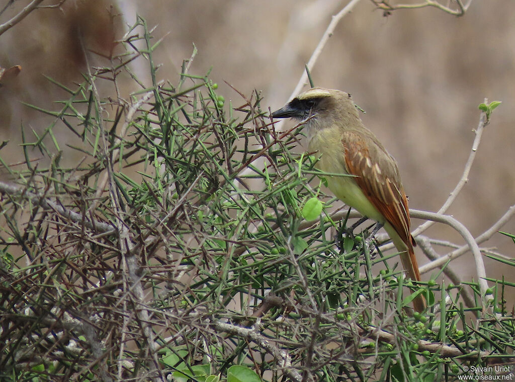 Baird's Flycatcher