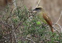 Baird's Flycatcher