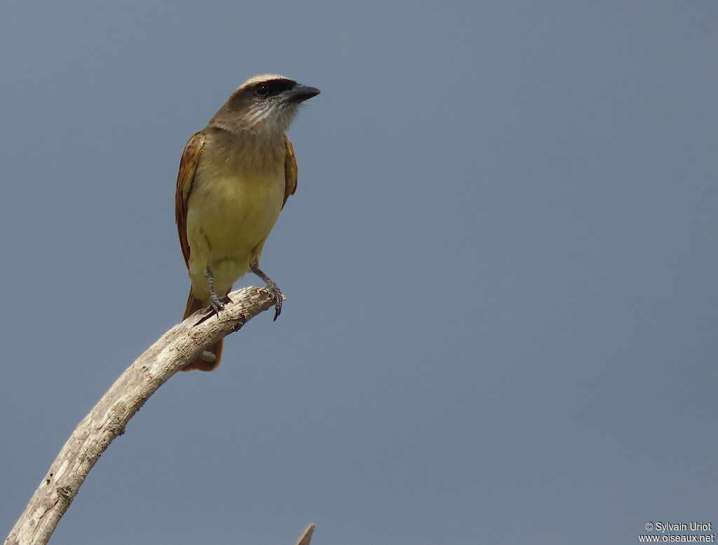 Baird's Flycatcheradult