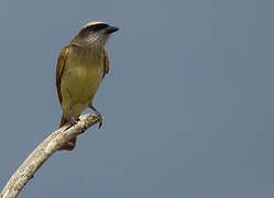 Baird's Flycatcher