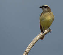 Baird's Flycatcher