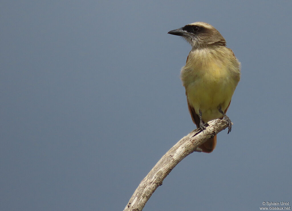 Baird's Flycatcheradult