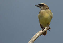 Baird's Flycatcher