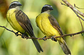 Rusty-margined Flycatcher