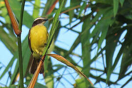 Rusty-margined Flycatcher