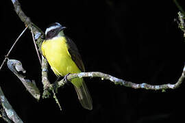 Rusty-margined Flycatcher