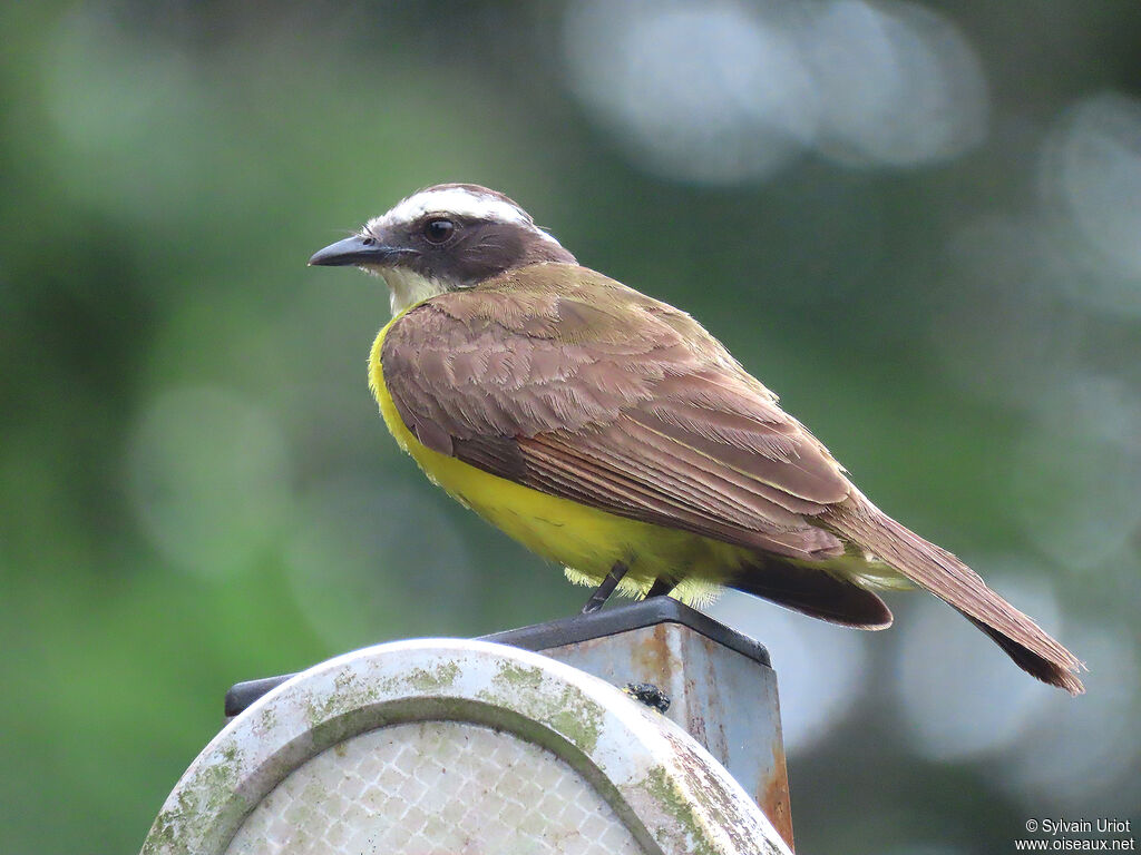 Rusty-margined Flycatcheradult