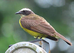 Rusty-margined Flycatcher