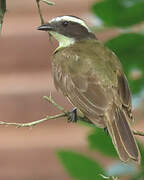 Rusty-margined Flycatcher