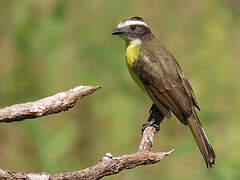 Rusty-margined Flycatcher