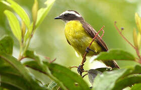 Rusty-margined Flycatcher