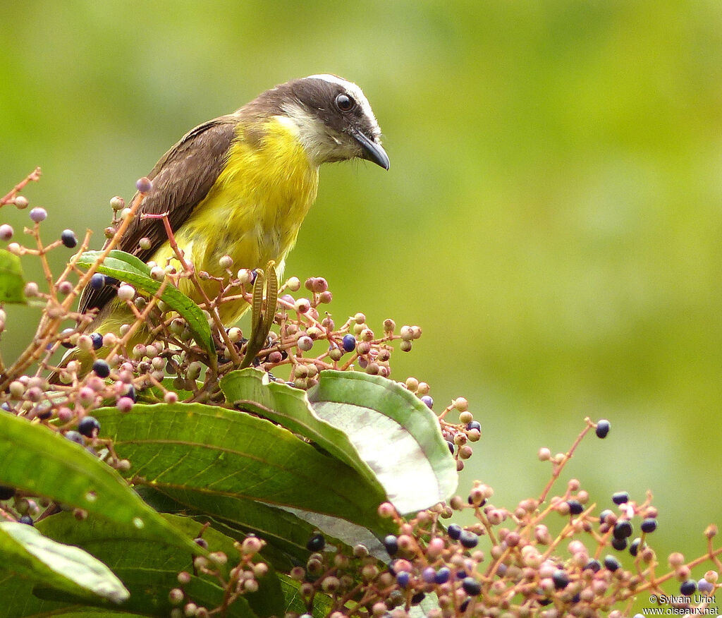 Rusty-margined Flycatcheradult