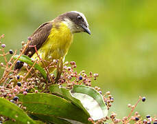 Rusty-margined Flycatcher