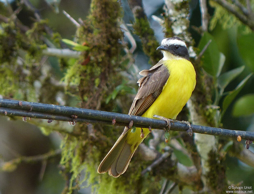 Rusty-margined Flycatcheradult