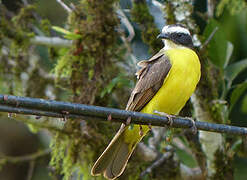 Rusty-margined Flycatcher