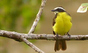 Rusty-margined Flycatcher