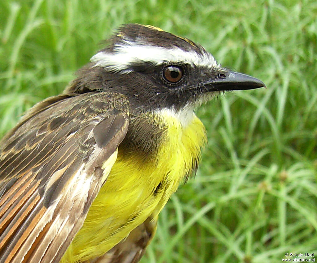 Rusty-margined Flycatcheradult