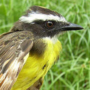 Rusty-margined Flycatcher