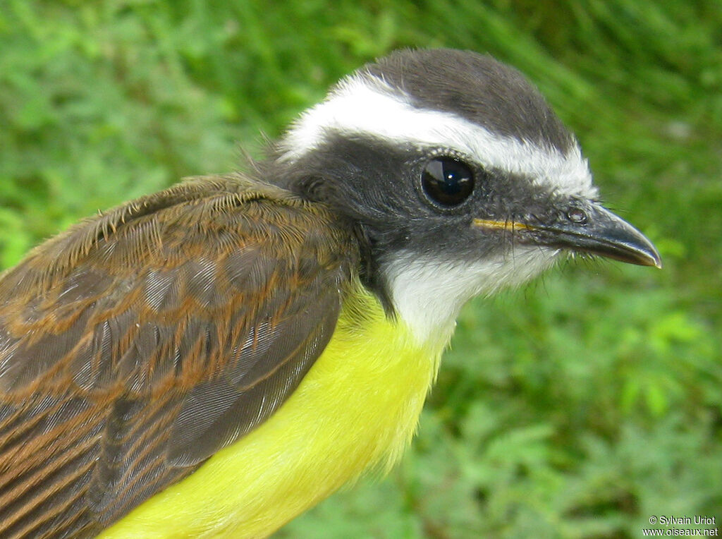 Rusty-margined Flycatcherjuvenile