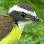 Rusty-margined Flycatcher